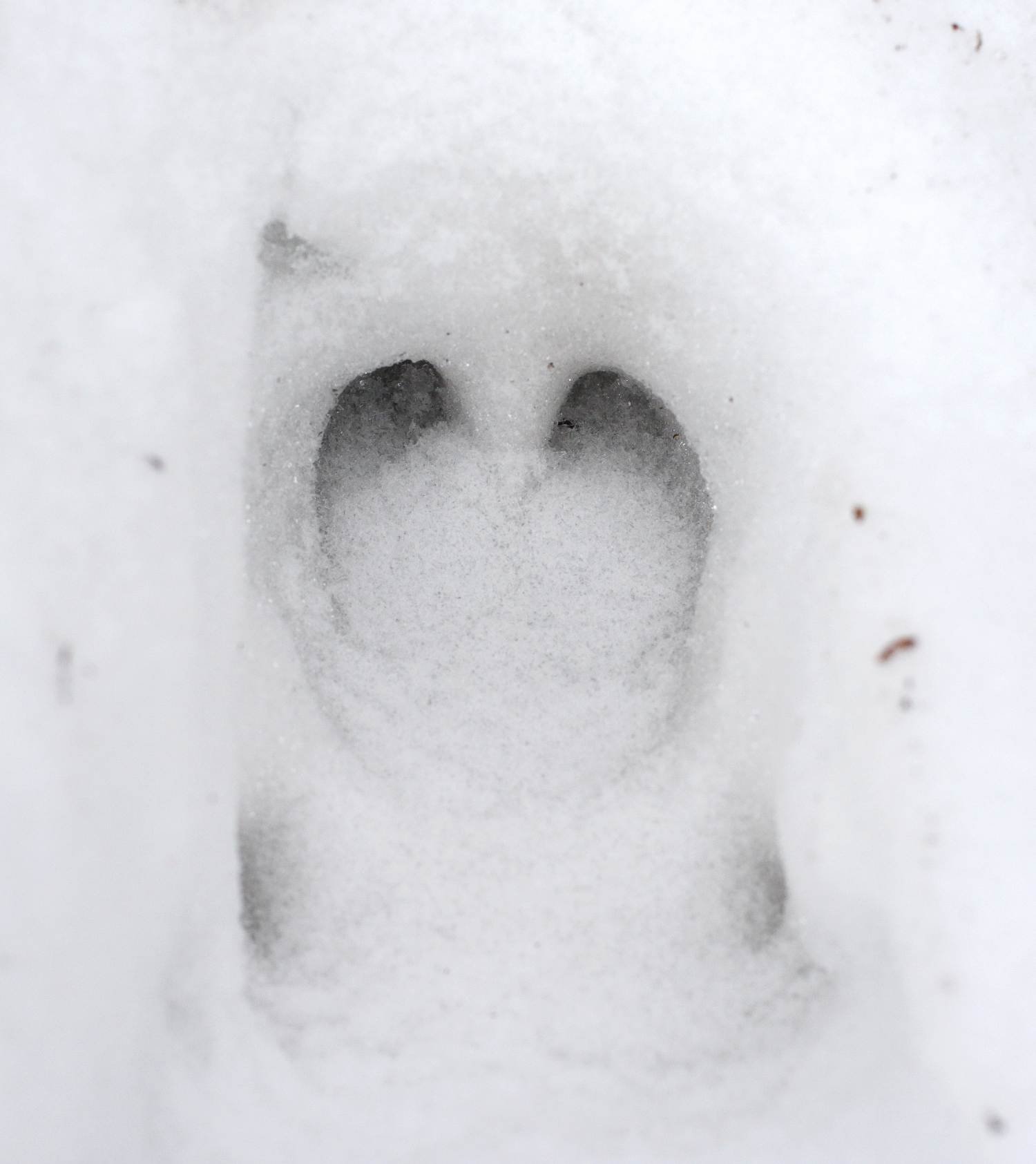 Stopa divokého prasete, vzadu typické paspárky