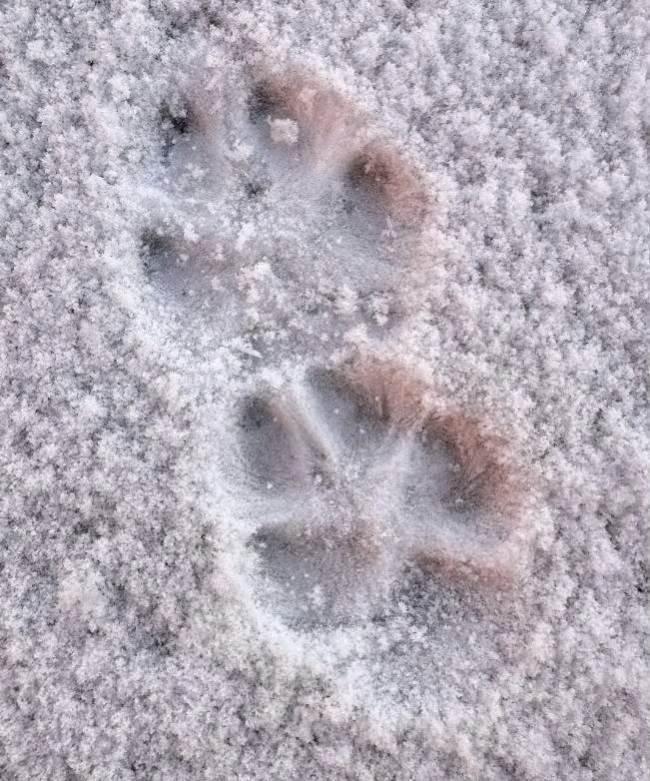 Stopy lišky, na rozdíl od psa kladené přímo za sebe